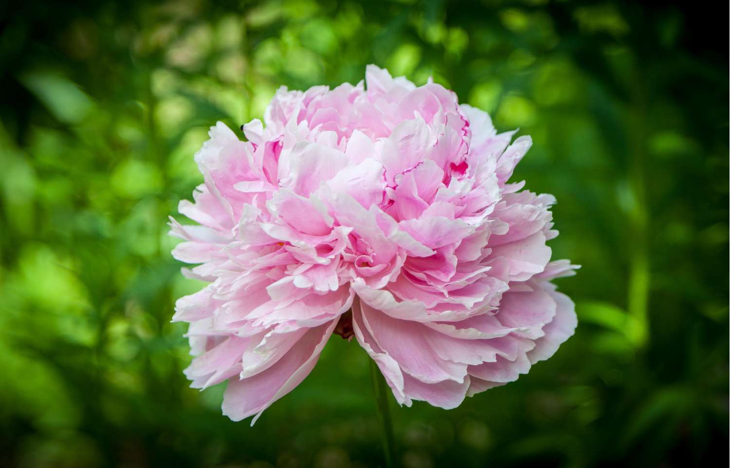 Pfingstrose 'Sarah Bernhardt'